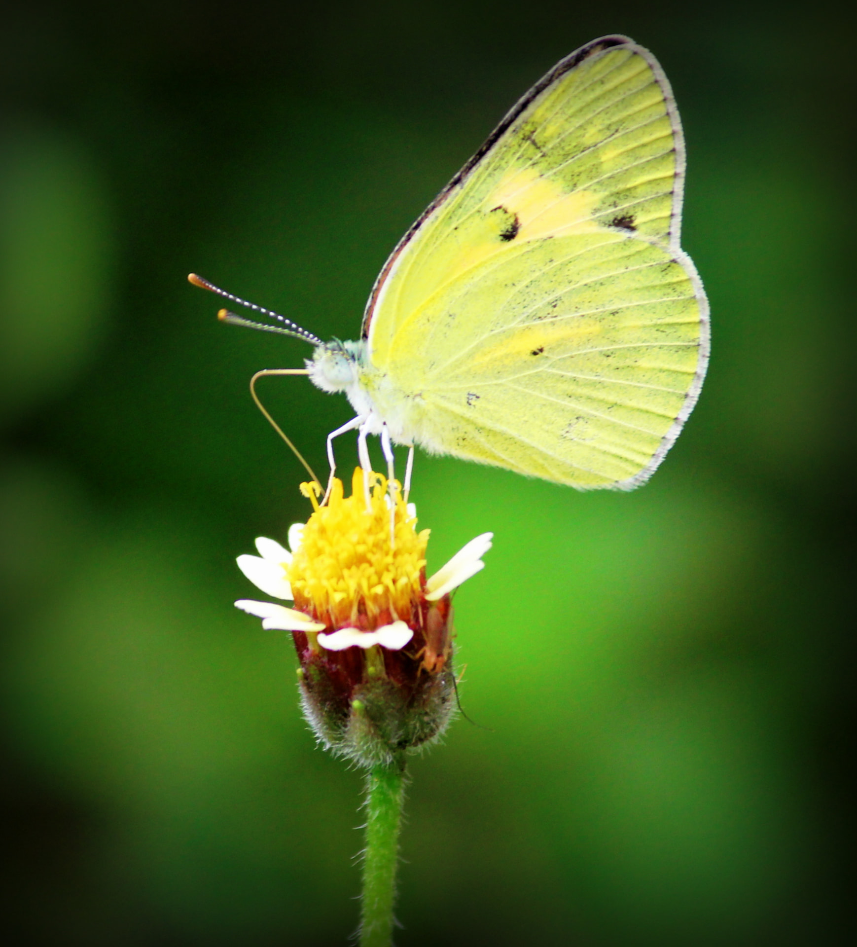 Sample macro photograph — click to get an AI critique