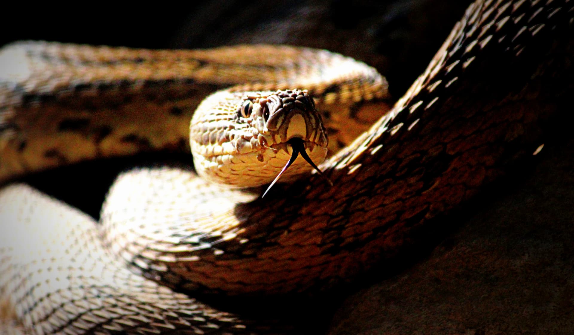 Sample wild photograph — click to get an AI critique